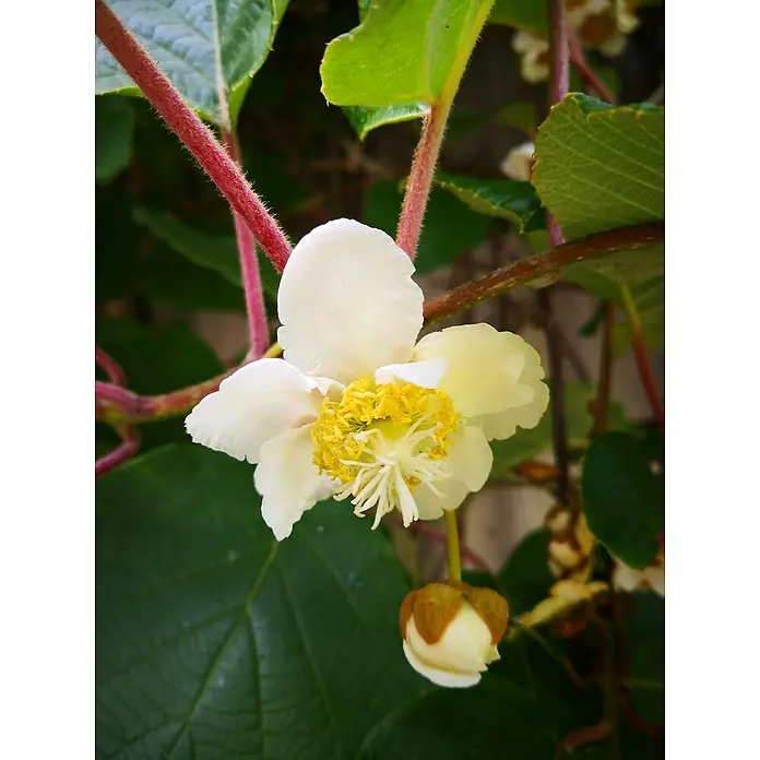 Strahlengriffel - Actinidia arguta, Erntezeit: September, Weiblich - Nahaufnahme einer Kiwipflanze mit einer schönen weißen Blüte und einer noch geschlossenen Knospe, die die Zartheit der Pflanze hervorhebt.