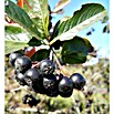 Apfelbeere (Aronia melanocarpa, Erntezeit: September, Topfvolumen: 3 l) | BAUHAUS
