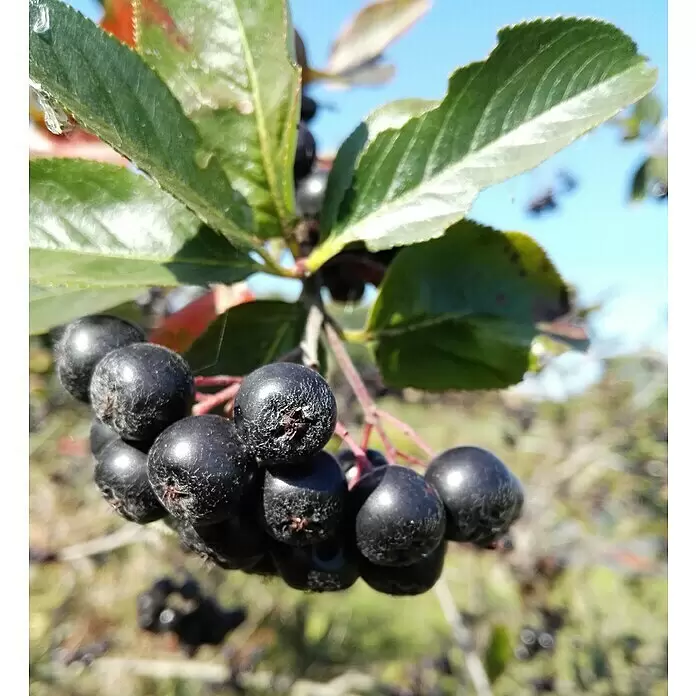 Apfelbeere Hugin - Aronia melanocarpa 'Hugin', Erntezeit: September - Stimmungsaufnahme