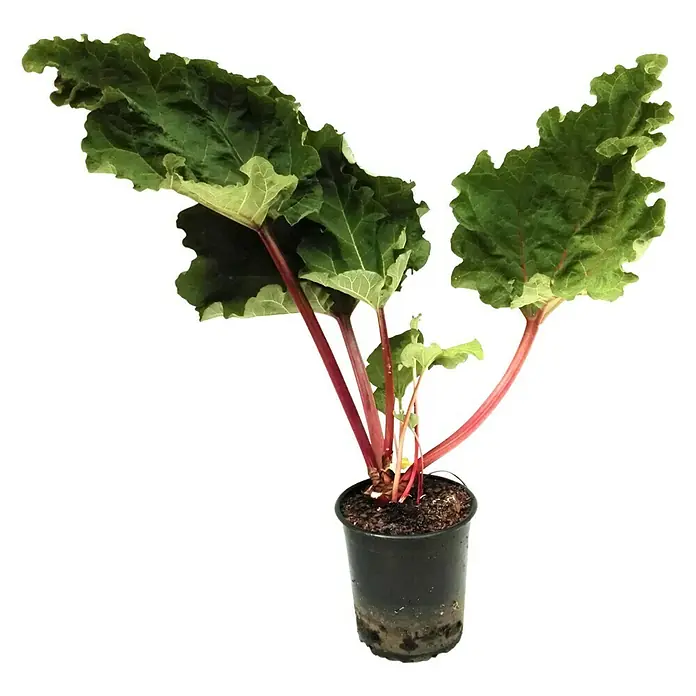Rhabarber Holsteiner Blut - Rheum rhabarbarum 'Holsteiner Blut' - Das Bild zeigt eine Topfpflanze mit großen grünen Blättern und roten Stielen vor einem schwarzen Hintergrund. Eine elegante Gartenpflanze.