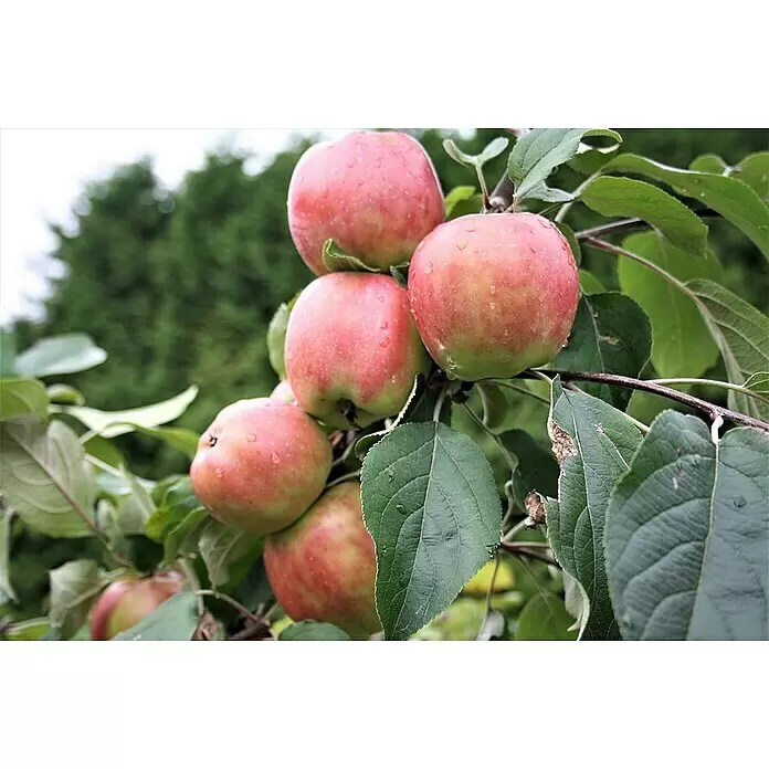 Apfelbaum Gravensteiner - Malus domestica 'Gravensteiner', Erntezeit: August - Stimmungsaufnahme