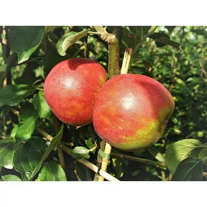 Apfelbaum Roter Boskoop - Malus domestica 'Roter Boskoop', Erntezeit: Oktober - Stimmungsaufnahme