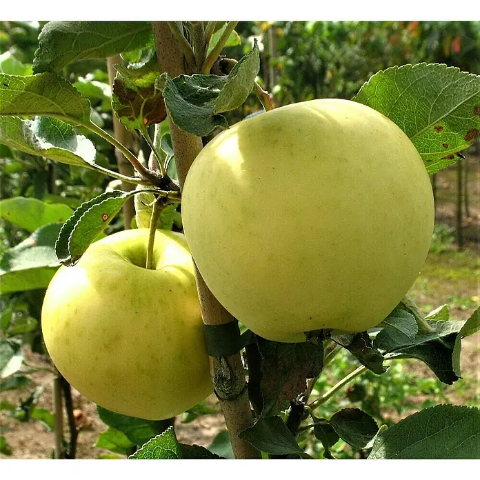 Apfelbaum Weißer Klarapfel - Malus domestica 'Weißer Klarapfel', Erntezeit: Juli - Zwei reife Äpfel hängen an einem Baum. Die Äpfel sind gelbgrün und von Blättern umgeben, was ihre Frische unterstreicht.
