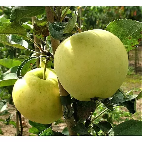 Apfelbaum Weißer Klarapfel