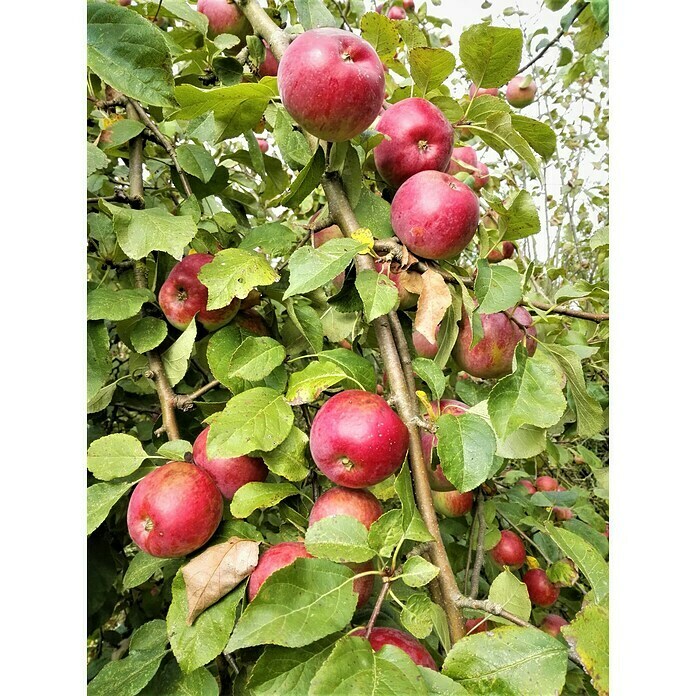 Apfelbaum Florina (Malus domestica 'Florina', Topfgröße: 10 l, Erntezeit: Oktober)