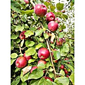 Apfelbaum Florina (Malus domestica 'Florina', Topfgröße: 10 l, Erntezeit: Oktober)