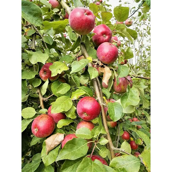 Apfelbaum FlorinaMalus domestica 'Florina', Erntezeit: Oktober - Nahaufnahme von reifen roten Äpfeln, die an einem Baum hängen, umgeben von grünen Blättern. Die Äpfel sind saftig und erntebereit.