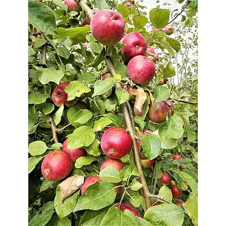 Apfelbaum Florina