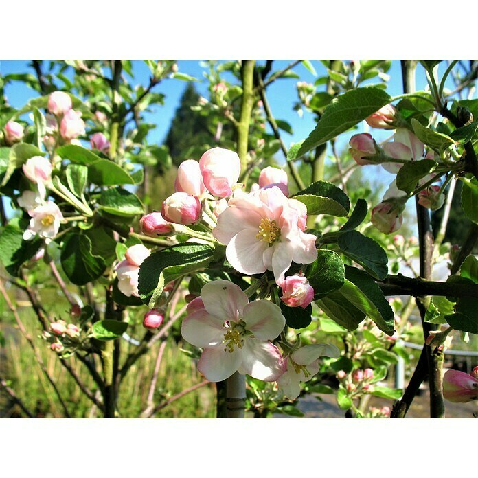 Apfelbaum Ingrid Marie (Malus domestica 'Ingrid Marie', Topfgröße: 10 l, Erntezeit: Ab September)