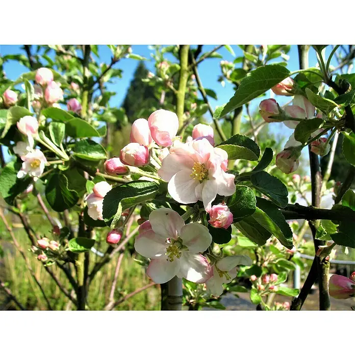 Apfelbaum Ingrid Marie - Malus domestica 'Ingrid Marie', Erntezeit: September - Nahaufnahme eines blühenden Apfelbaums mit zarten rosa-weißen Blüten und grünen Blättern im Sonnenlicht.
