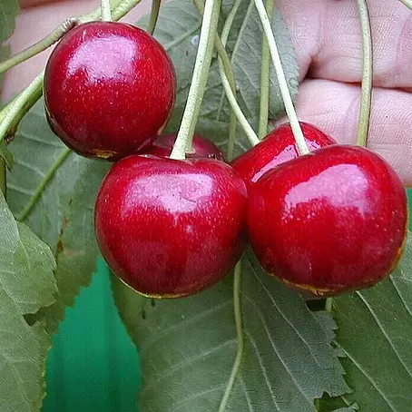 Süßkirschbaum Stella Compact