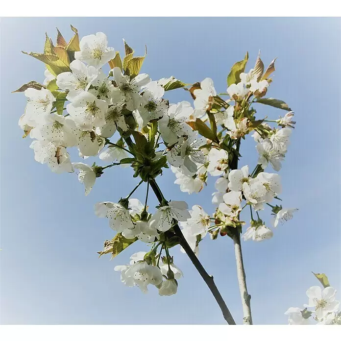 Süßkirschbaum Hedelfinger Riesenkirsche - Prunus avium 'Hedelfinger Riesenkirsche', Erntezeit: Juli - Nahaufnahme zarter weißer Kirschblüten mit jungen grünen Blättern vor hellblauem Himmel.