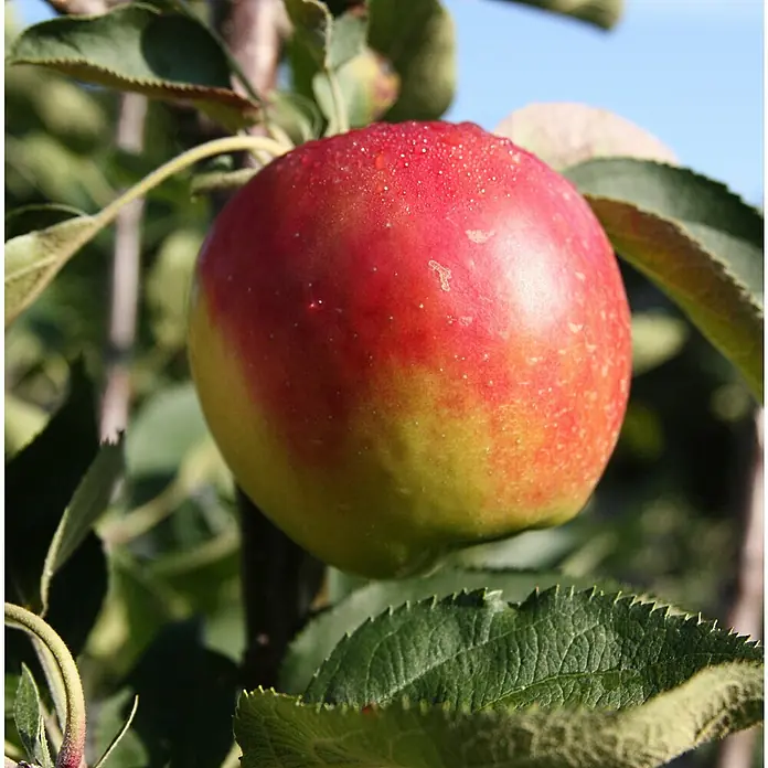 Säulen-Apfelbaum Suncats - Malus domestica 'Suncats', Erntezeit: August - Ein saftiger, reifer Apfel hängt an einem Ast, das Rot und Gelb der Frucht leuchtet zwischen den grünen Blättern.