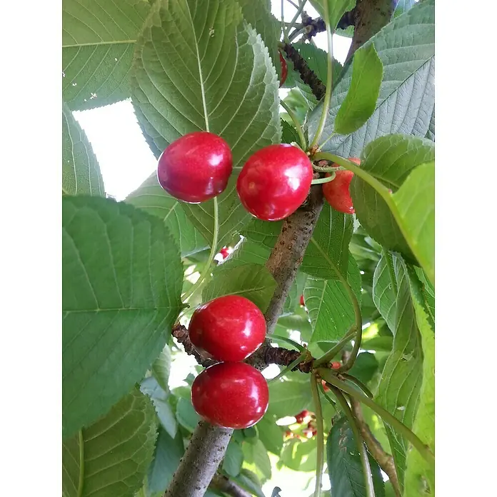Süßkirschbaum SylviaPrunus avium 'Sylvia' - Nahaufnahme von Kirschen, die an einem Baum hängen, mit leuchtend roten Früchten und grünen Blättern, die die Schönheit und den Reichtum der Natur zeigen.