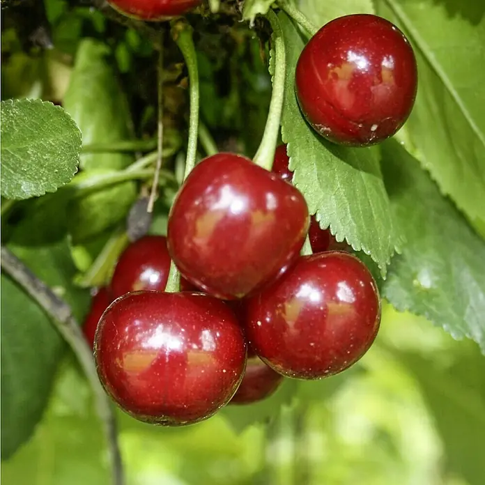 Sauerkirschbaum Schattenmorelle - Prunus cerasus 'Schattenmorelle', Erntezeit: Juli - Nahaufnahme von leuchtend roten Kirschen, die an einem Baum hängen, mit grünen Blättern im Hintergrund.