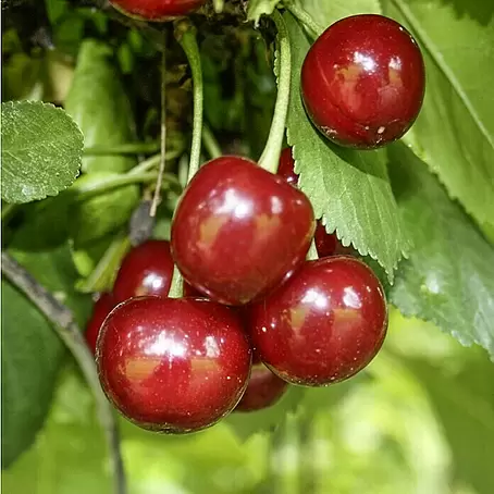 Sauerkirschbaum Schattenmorelle