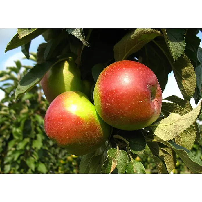 Säulen-Apfelbaum Red River - Malus 'Red River', Erntezeit: September - Nahaufnahme von reifen Äpfeln am Baum mit leuchtend roten und grünen Farben, umgeben von grünen Blättern im Sonnenlicht.