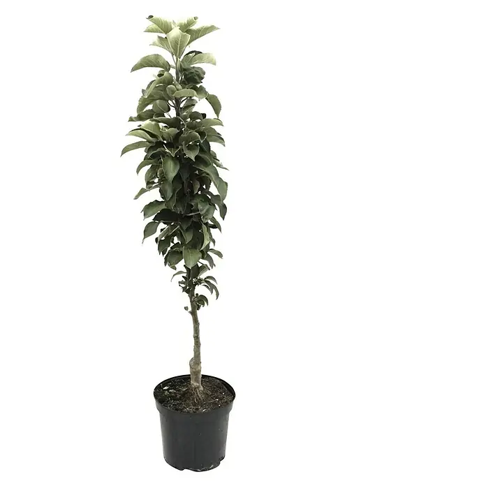 Säulen-Apfelbaum Red River - Malus 'Red River', Erntezeit: September - Junger Zierapfelbaum 'Red Sentinel' im Topf, ideal für kleine Gärten und Terrassen, mit leuchtend roten Früchten im Herbst.
