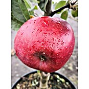 Säulen-Apfelbaum Redcats (Malus 'Redcats', Topfgröße: 7,5 l, Erntezeit: Ab September)