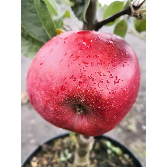Säulen-Apfelbaum Redcats - Malus domestica 'Redcats', Erntezeit: September - Nahaufnahme eines leuchtend roten Apfels mit Wassertropfen, der an einem kleinen Baum im Topf wächst.
