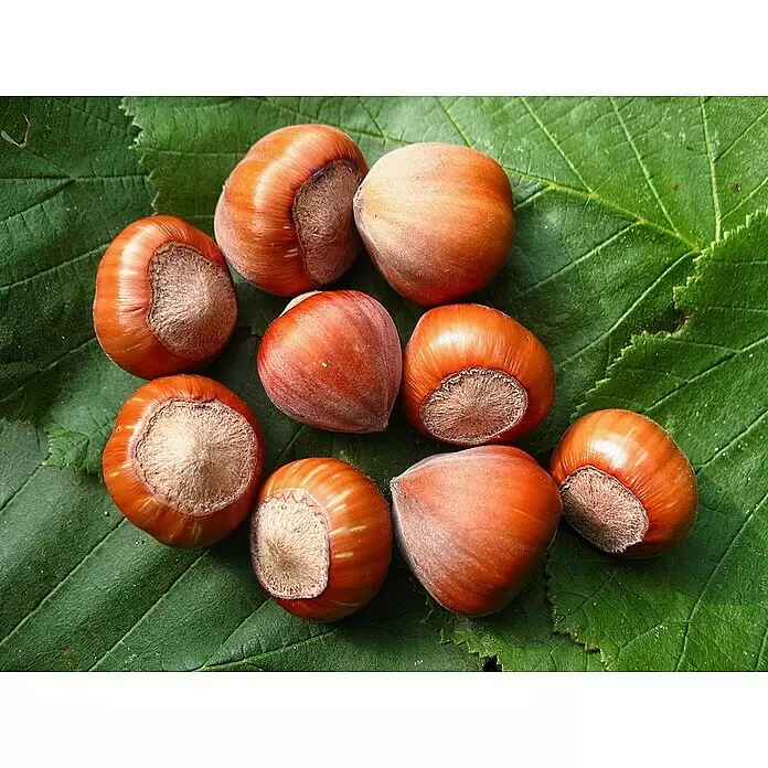Haselnussstrauch Hallesche Riesen - Corylus avellana 'Hallesche Riesennuss', Erntezeit: September - Mehrere rotbraune Haselnüsse mit harter Schale.