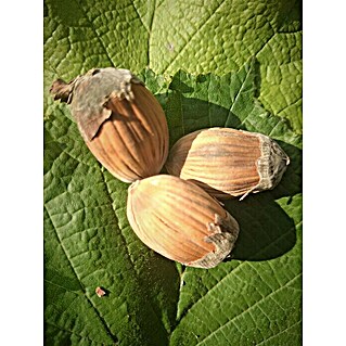 Haselnussstrauch Webbs Preisnuss (Corylus avellana 'Webbs Preisnuss', Erntezeit: September)