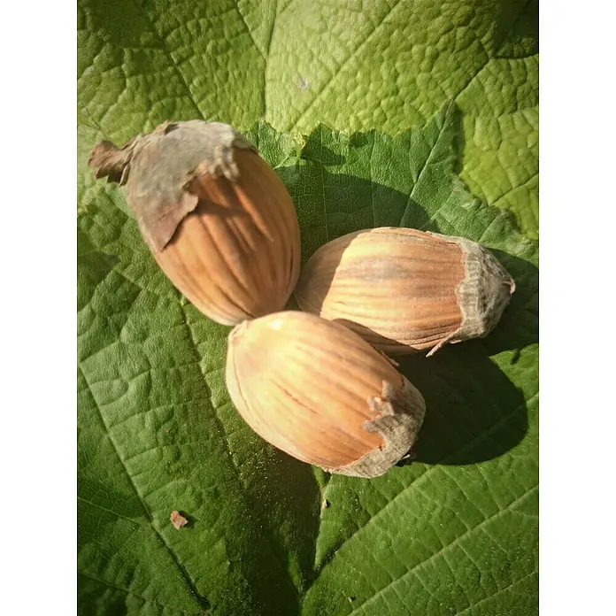 Haselnussstrauch Webbs Preisnuss - Corylus avellana 'Webbs Preisnuss', Erntezeit: September - Drei Haselnüsse liegen auf einem grünen Blatt, wobei die Textur der Schale und des Blattes gut sichtbar sind.