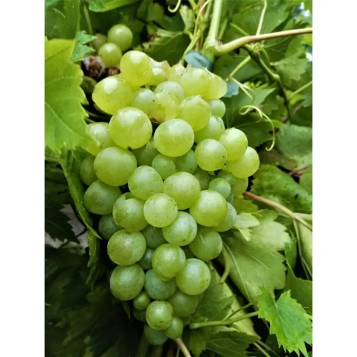 Weinrebe Millenium - Vitis vinifera 'Millenium', Erntezeit: September - Nahaufnahme einer Traube grüner Weintrauben, die reif und saftig erscheinen, umgeben von grünen Blättern. Ideal als gesunder Snack.