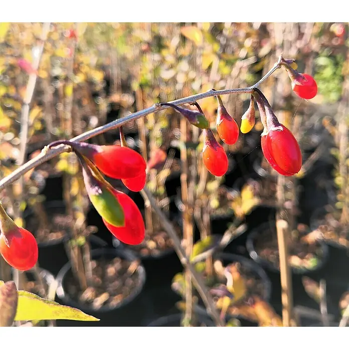 Goji-Beere Big LifeberryLycium barbarum 'Big Lifeberry', Erntezeit: August - Nahaufnahme von leuchtend roten Goji-Beeren, die an einem Ast hängen, mit verschwommenem Hintergrund aus Pflanzen.