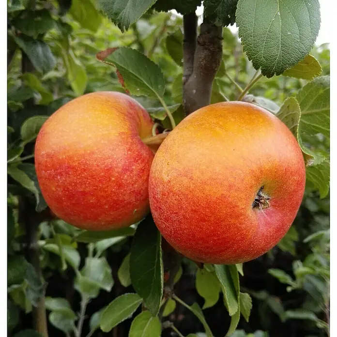 Apfelbaum Alkmene - Malus domestica 'Alkmene', Erntezeit: September - Zwei reife Äpfel hängen an einem Ast, umgeben von grünen Blättern. Das Sonnenlicht betont ihre rote und gelbe Färbung.