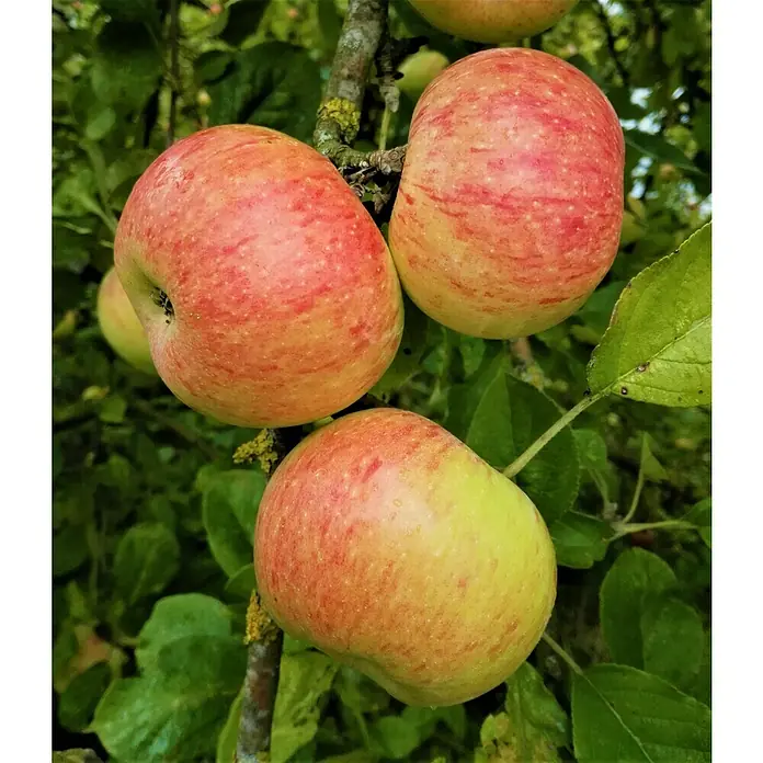 Apfelbaum Dülmener Rosenapfel - Malus domestica 'Dülmener Rosenapfel', Erntezeit: September - Nahaufnahme von drei reifen Äpfeln am Baum, deren rot-gelbe Farbe auf ihre Reife und Saftigkeit hinweist.