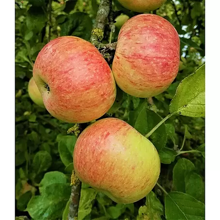 Apfelbaum Dülmener Rosenapfel