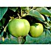 Apfelbaum Granny Smith Compact 