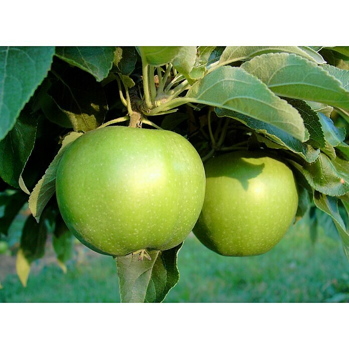 Apfelbaum Granny Smith Compact (Malus domestica 'Granny Smith', Topfgröße: 10 l, Erntezeit: November)