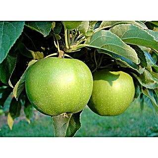 Apfelbaum Granny Smith Compact (Malus domestica 'Granny Smith', Erntezeit: November)