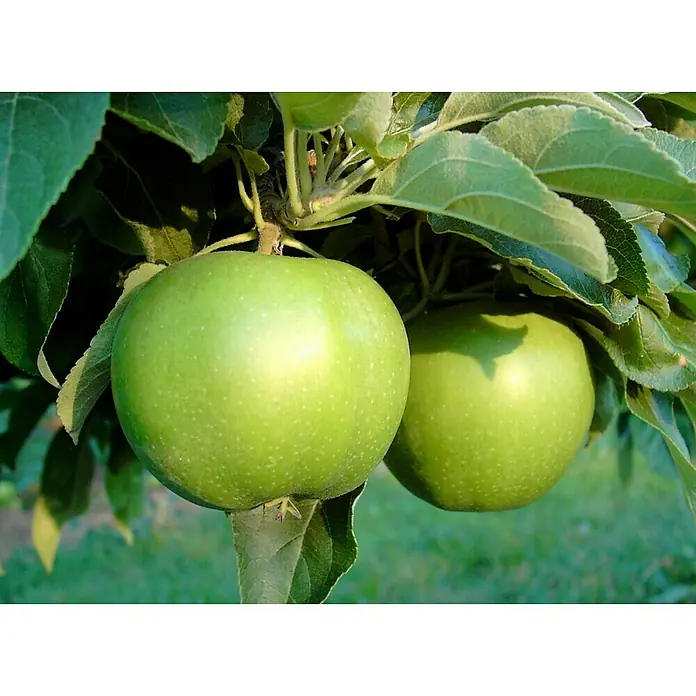 Apfelbaum Granny Smith Compact - Malus domestica 'Granny Smith', Erntezeit: November - Zwei grüne Äpfel hängen an einem Ast zwischen grünen Blättern. Die Äpfel sind prall und reif für die Ernte.