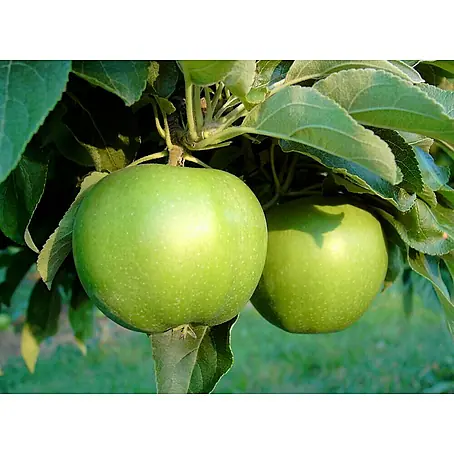 Apfelbaum Granny Smith Compact