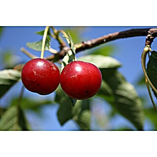 Zwerg-Sauerkirschbaum Achat (Prunus cerasus 'Achat', Erntezeit: Juli)