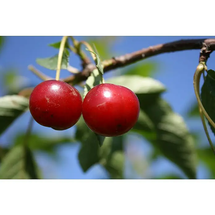 Zwerg-Sauerkirschbaum Achat - Prunus cerasus 'Achat', Erntezeit: Juli - Zwei reife, rote Kirschen hängen an einem Ast mit grünen Blättern vor einem blauen Himmel.