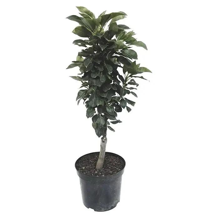 Zwerg-Birnbaum Luisa - Pyrus communis 'Luisa', Erntezeit: September - Zimmerpflanze im Topf: Ein immergrünes Bäumchen mit dichten, dunkelgrünen Blättern, ideal für Innenräume und Büros.