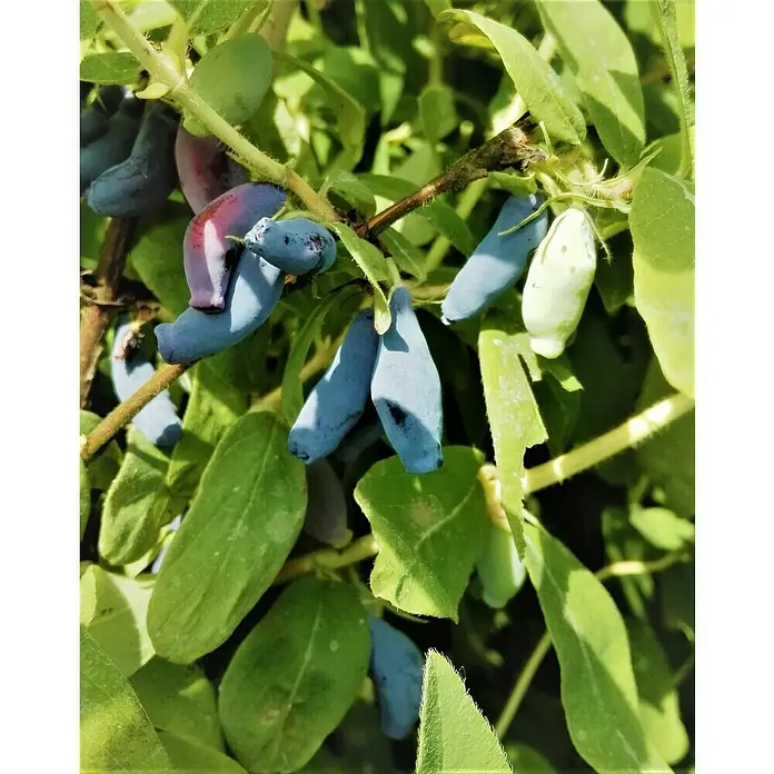 Heidelbeere AtutLonicera kamtschatica 'Atut', Erntezeit: Mai - Nahaufnahme von blauen Honigbeeren, die an einem grünen Strauch wachsen.
