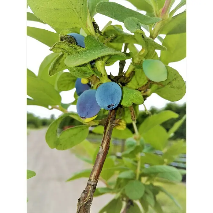 Honigbeere Duet - Lonicera kamtschatica 'Duet', Erntezeit: Mai - Nahaufnahme von Blaubeeren, die an einem Busch mit grünen Blättern wachsen. Die Blaubeeren haben unterschiedliche Reifegrade.
