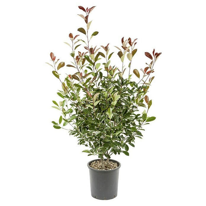 Glanzmispel (Photinia fraseri 'Red Robin', Topfvolumen: 10 l, Aktuelle  Wuchshhe: 100 cm - 120 cm) | BAUHAUS