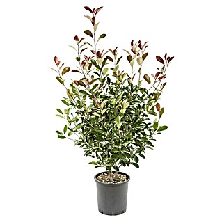 Glanzmispel (Photinia fraseri 'Little Red Robin', Topfvolumen: 3 l)