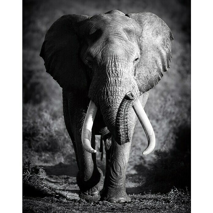 Impresión artística Elefante (Elephant, 100 x 140 cm)