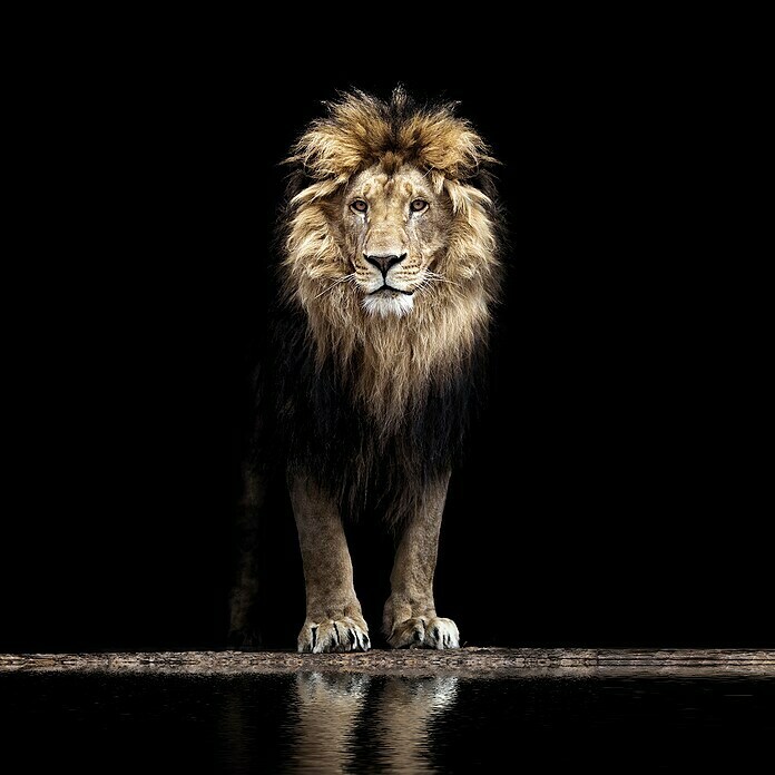 Impresión artística León (Lion, 100 x 100 cm)
