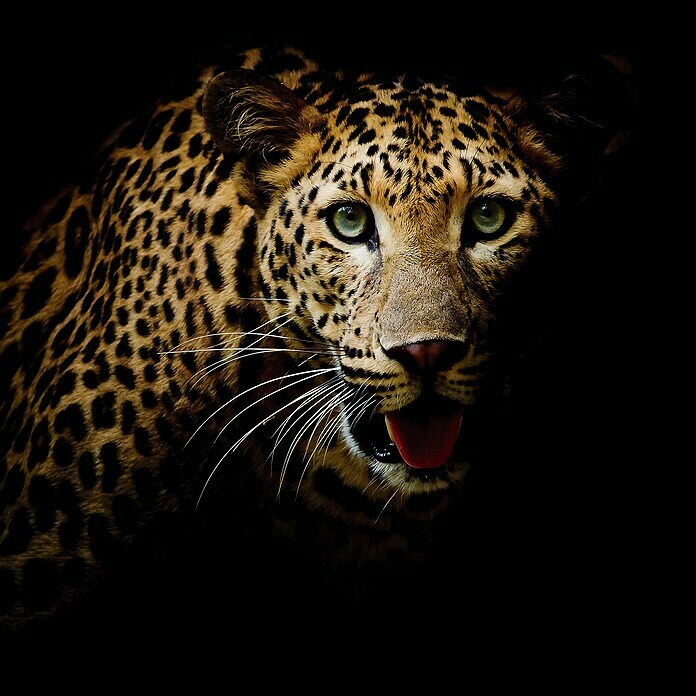 Impresión artística Leopardo (Leopard, 80 x 80 cm)