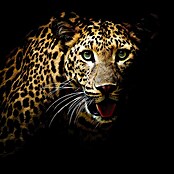 Impresión artística Leopardo (Leopard, 80 x 80 cm)