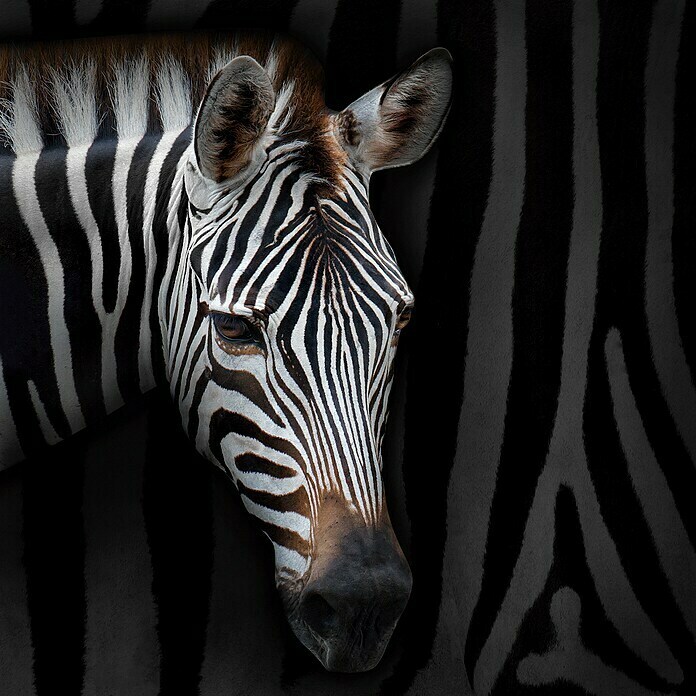 Impresión artística Cebra (zebra, 80 x 80 cm)