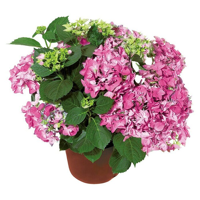 Piardino Hortensie